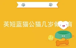 英短蓝猫公猫几岁做绝育