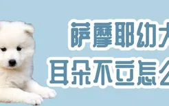 萨摩耶幼犬耳朵不立怎么办