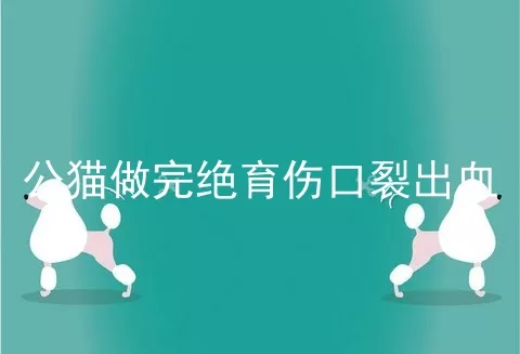 公猫做完绝育伤口裂出血