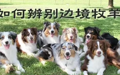 如何辨别边境牧羊犬