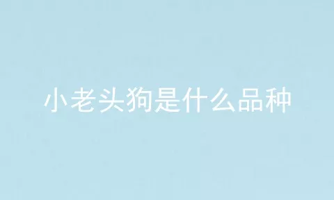 小老头狗是什么品种