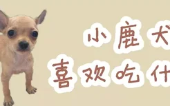 小鹿犬喜欢吃什么