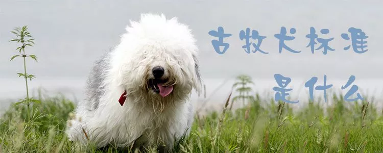 古牧犬标准是什么