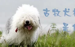 古牧犬标准是什么