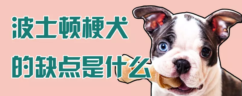 波士顿梗犬的缺点是什么