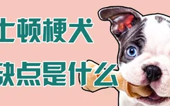 波士顿梗犬的缺点是什么