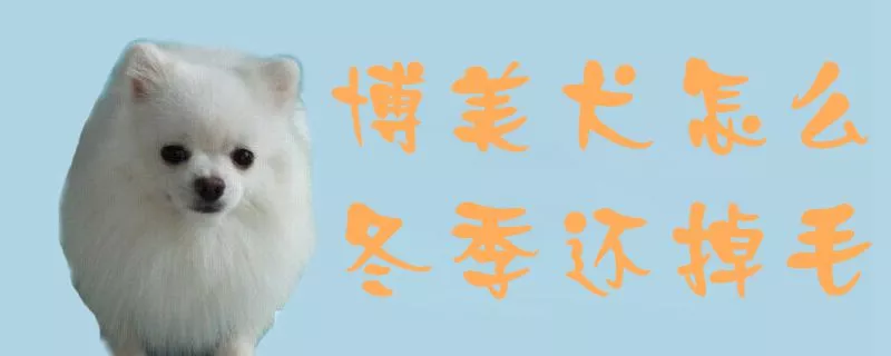 博美犬怎么冬季还掉毛1