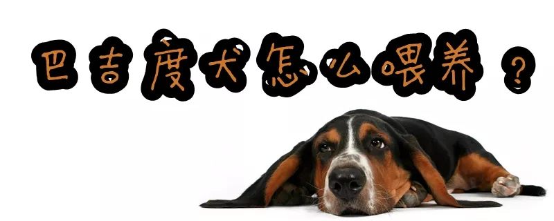 巴吉度犬怎么喂养