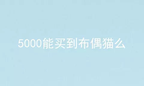 5000能买到布偶猫么