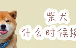 柴犬什么时候换牙