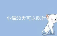 小猫50天可以吃什么