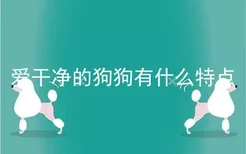 爱干净的狗狗有什么特点