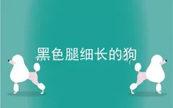 黑色腿细长的狗