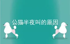 公猫半夜叫的原因