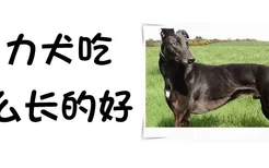 格力犬吃什么长的好