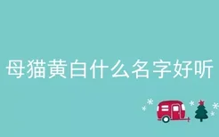 母猫黄白什么名字好听