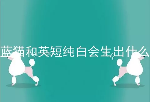 蓝猫和英短纯白会生出什么