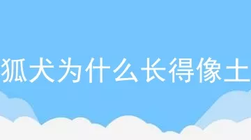 银狐犬为什么长得像土狗