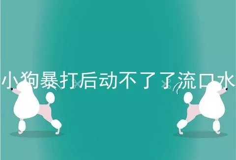 小狗暴打后动不了了流口水