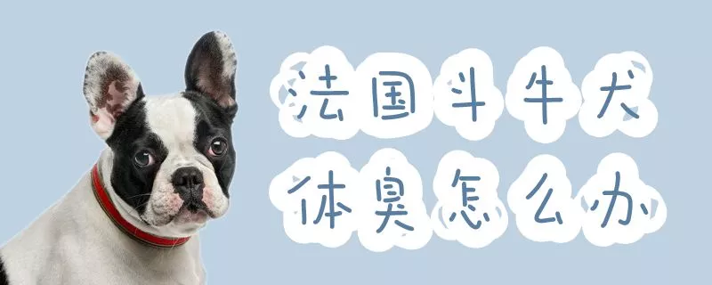 法国斗牛犬体臭怎么办