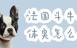 法国斗牛犬体臭怎么办