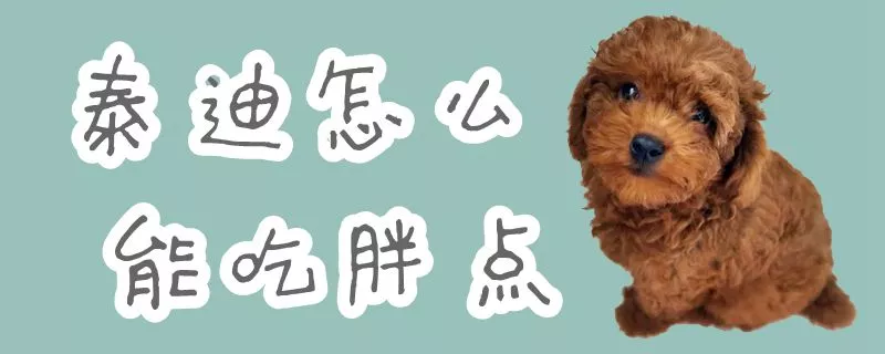 泰迪怎么能吃胖点1