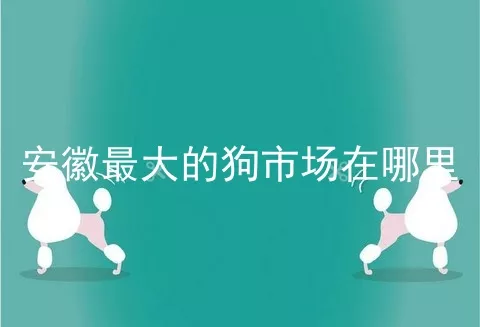 安徽最大的狗市场在哪里