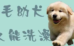 金毛幼犬多久能洗澡