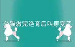 公猫做完绝育后叫声变了