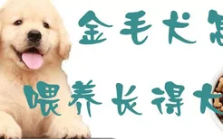 金毛犬怎么喂养长得大