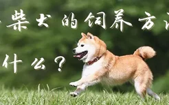 小柴犬的饲养方法是什么