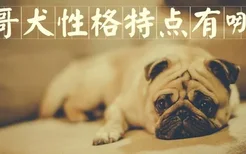 巴哥犬性格特点有哪些