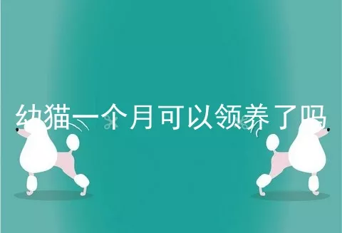 幼猫一个月可以领养了吗