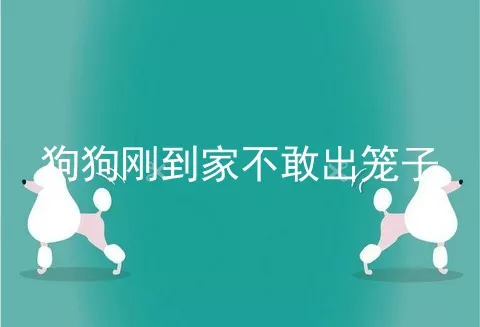 狗狗刚到家不敢出笼子