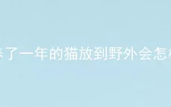 养了一年的猫放到野外会怎样