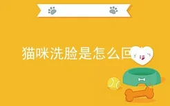 猫咪洗脸是怎么回事