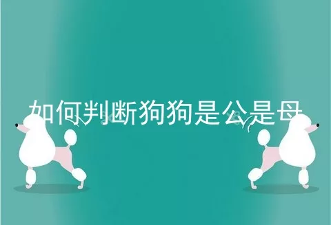 如何判断狗狗是公是母