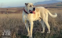 安纳托利亚牧羊犬怀孕饮食护理注意事项 怀孕必须知道的！