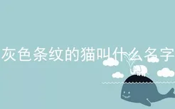 灰色条纹的猫叫什么名字