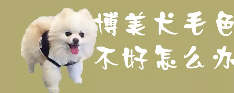 博美犬毛色不好怎么办2