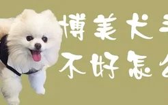 博美犬毛色不好怎么办