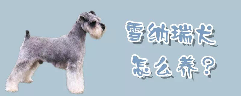 雪纳瑞犬怎么养