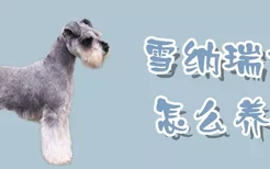 雪纳瑞犬怎么养