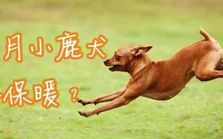 两个月小鹿犬怎样保暖