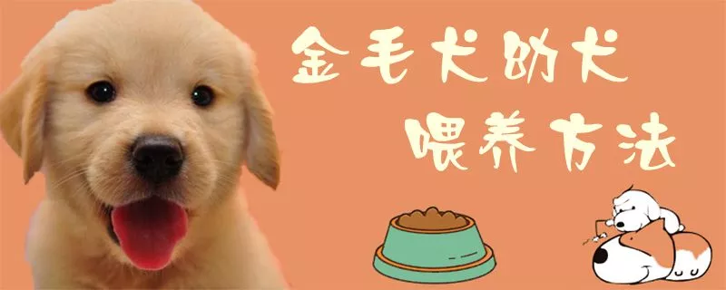 金毛犬幼犬喂养方法1