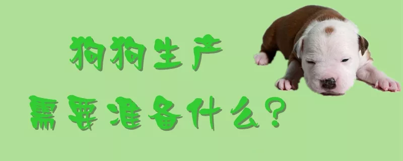 狗狗生产需要准备什么