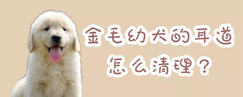 金毛幼犬的耳道怎么清理