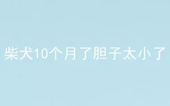 柴犬10个月了胆子太小了