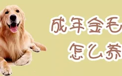 成年金毛犬怎么养