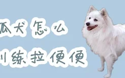 银狐犬怎么训练拉便便